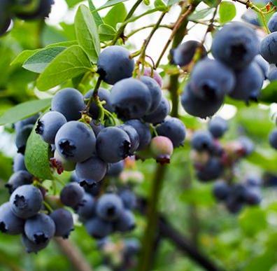 fruit