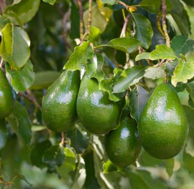 Los efectos que tiene el aceite de aguacate en la piel