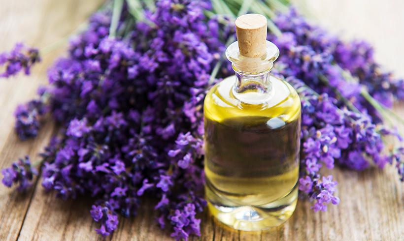 Como obtener el aceite esencial y el hidrolato de la lavanda